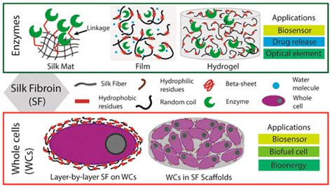 Silk Fibroin: Uzun Ömürlü ve Biyouyumlu Bir Malzeme